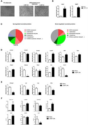 Secretory Proteome of Brown Adipocytes in Response to cAMP-Mediated Thermogenic Activation